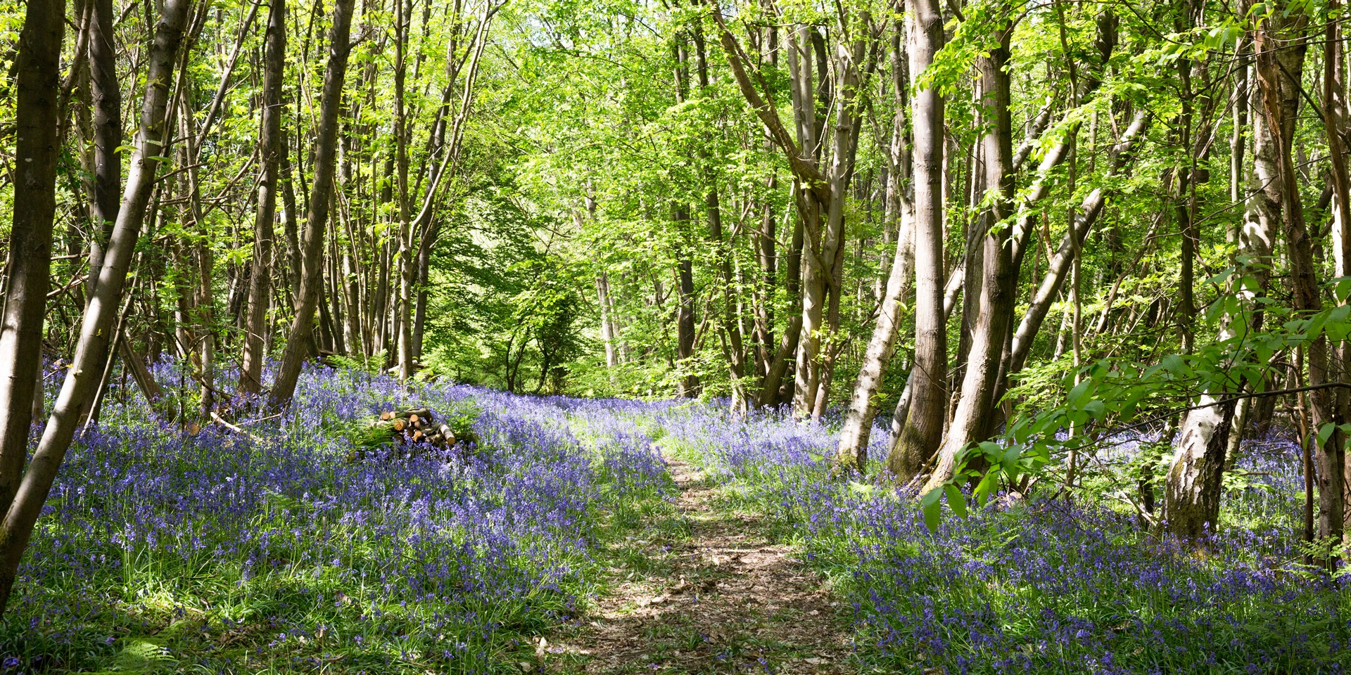 British Wild Bluebells