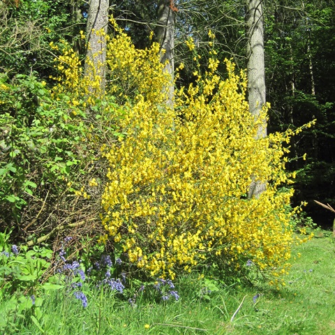 Wild Broom Flowering