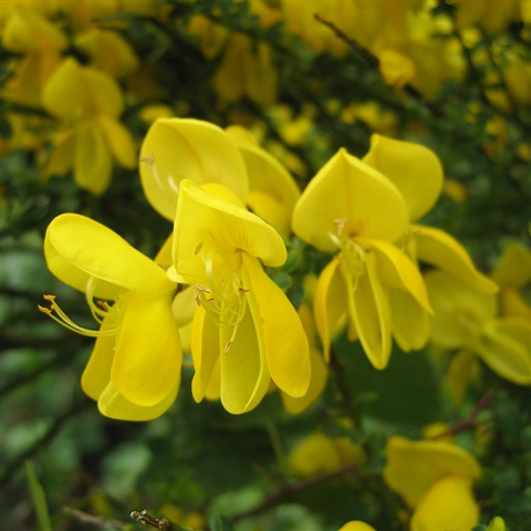 Wild Broom Flower