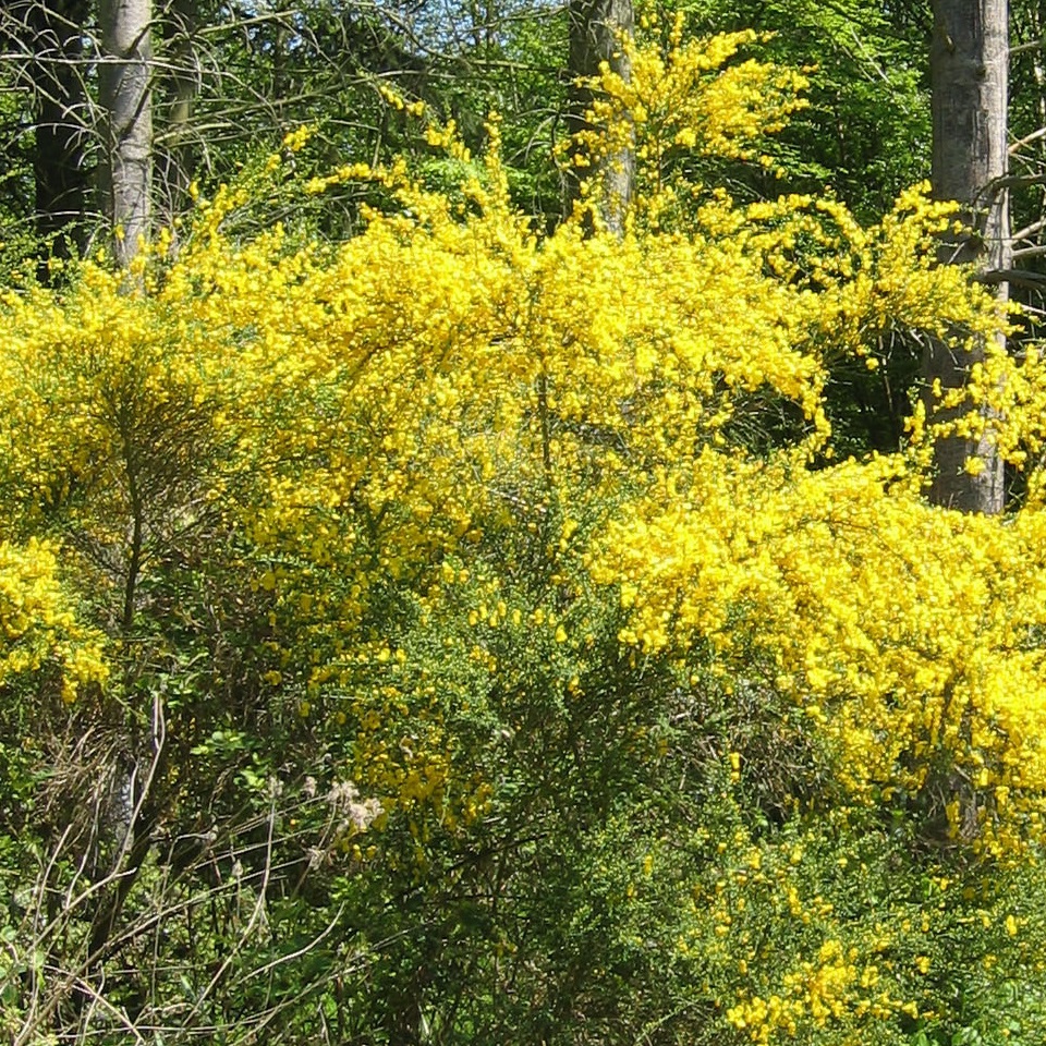 Wild Broom Flowering