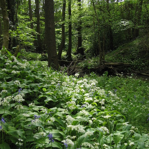 Wild Garlic Flowering