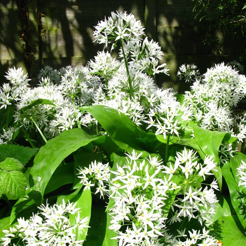 Wild Garlic Flowering