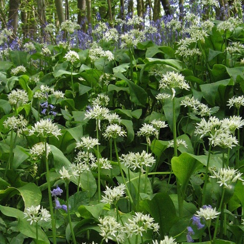 Wild Garlic Flowering