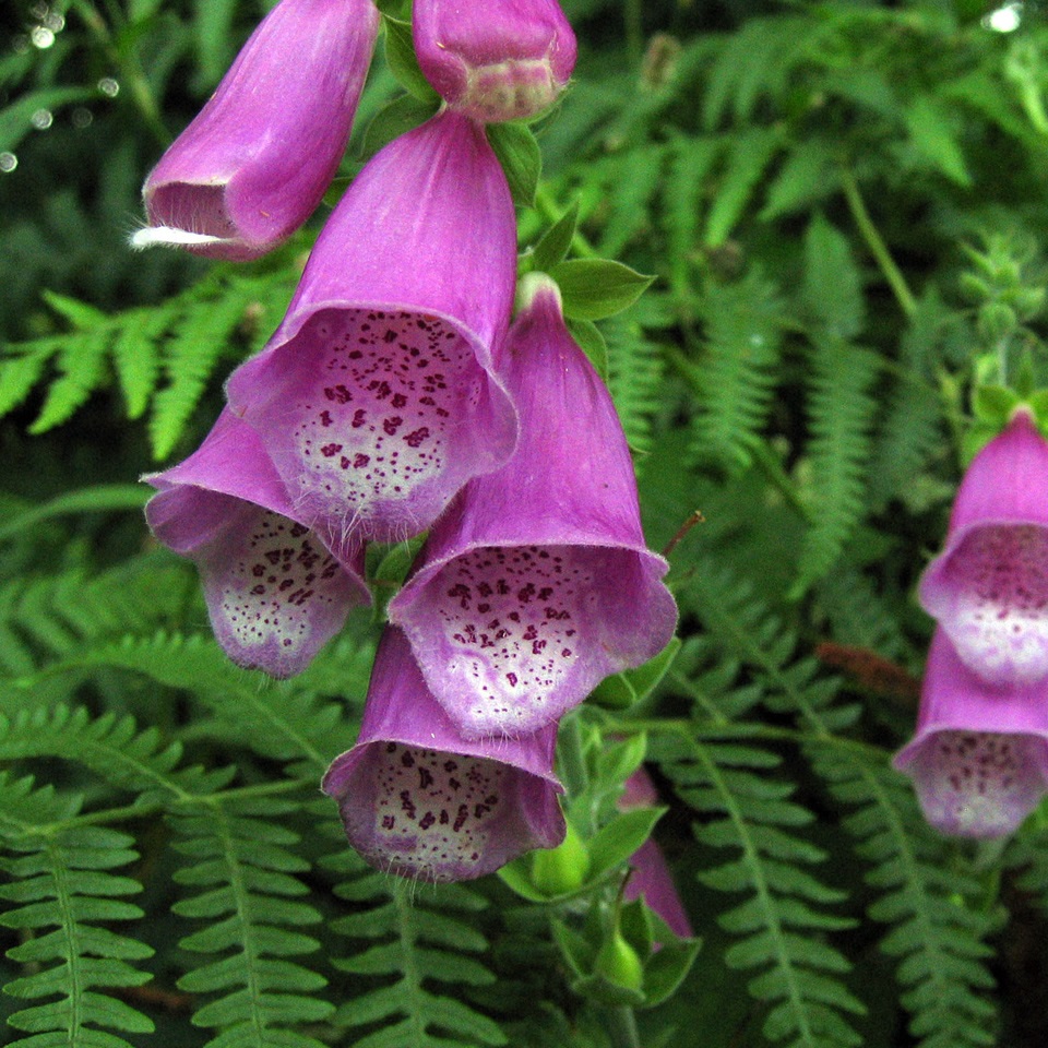 Wild Foxglove Flower