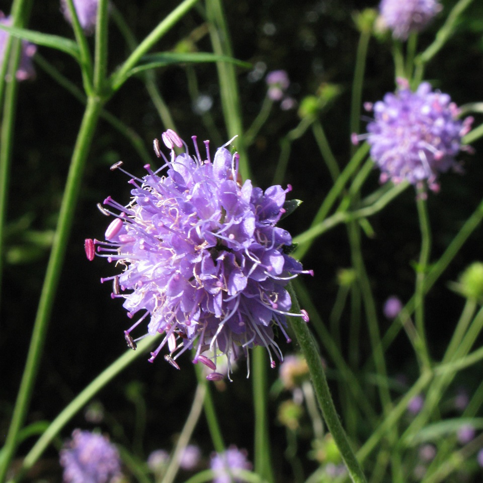 Wild Devils-Bit Scabious Flowering