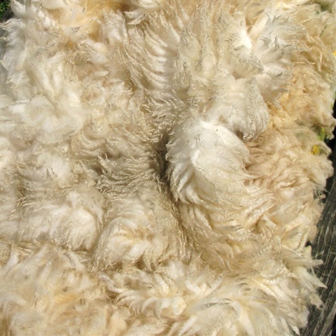 Rare Breed Portland Wool Fleeces