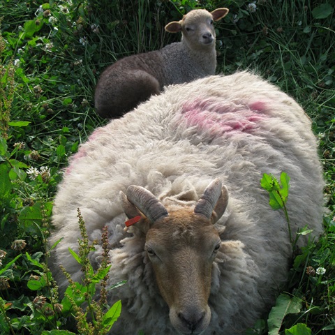 Rare Breed Portland Sheep