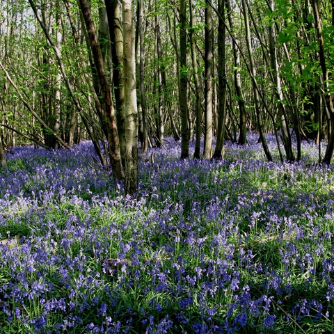 British Wild Bluebells