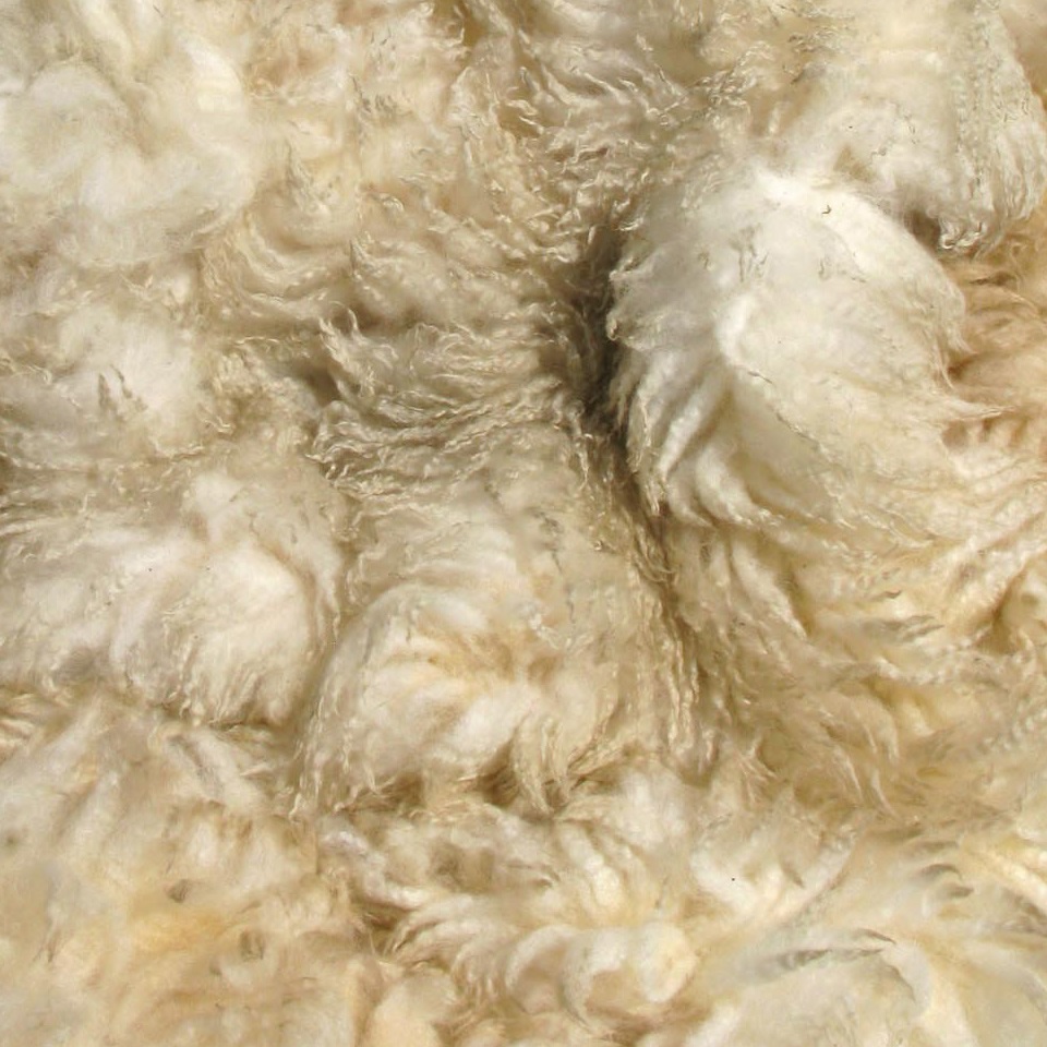 Rare Breed Portland Wool Fleece