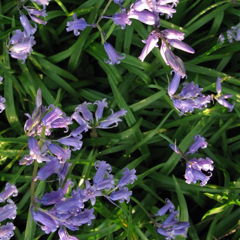 British Wild Bluebells