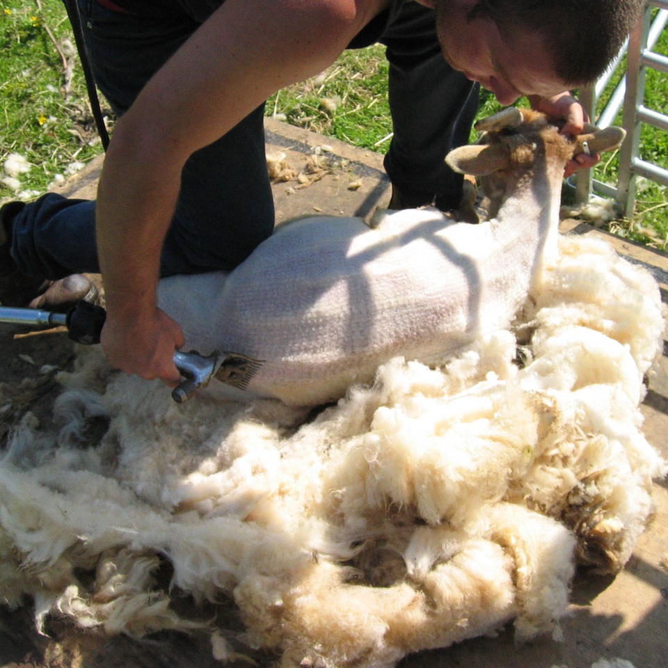 Rare Breed Portland Sheep Shearing