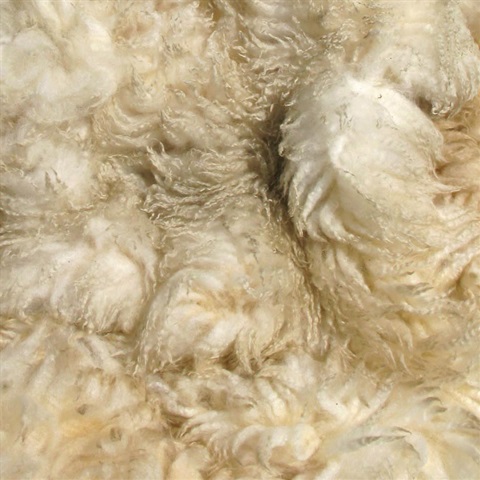 Rare Breed Portland Wool Fleeces