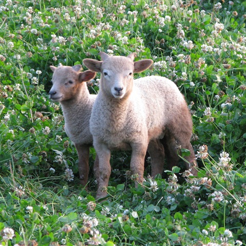 Rare Breed Portland Spring Lambs