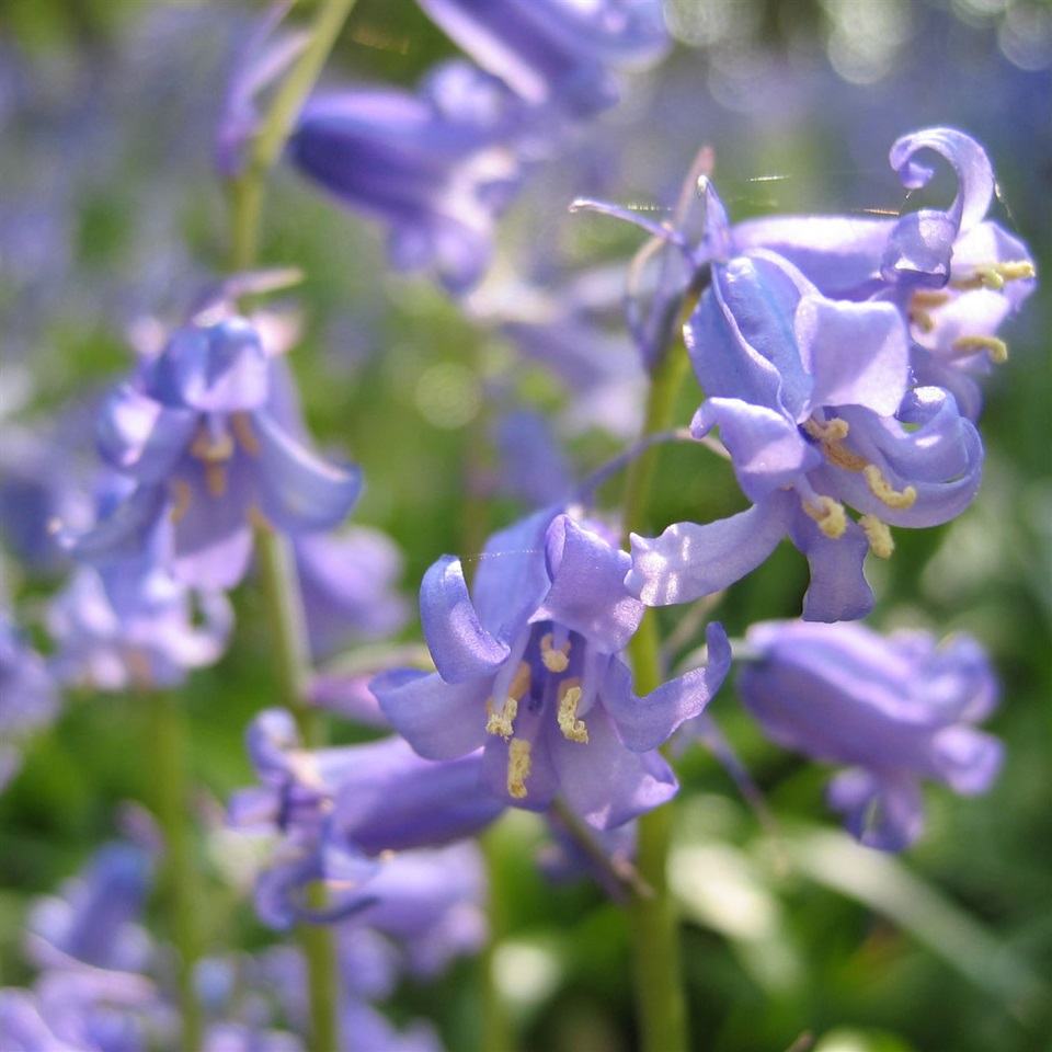 Farnell Farm British Wild Bluebells