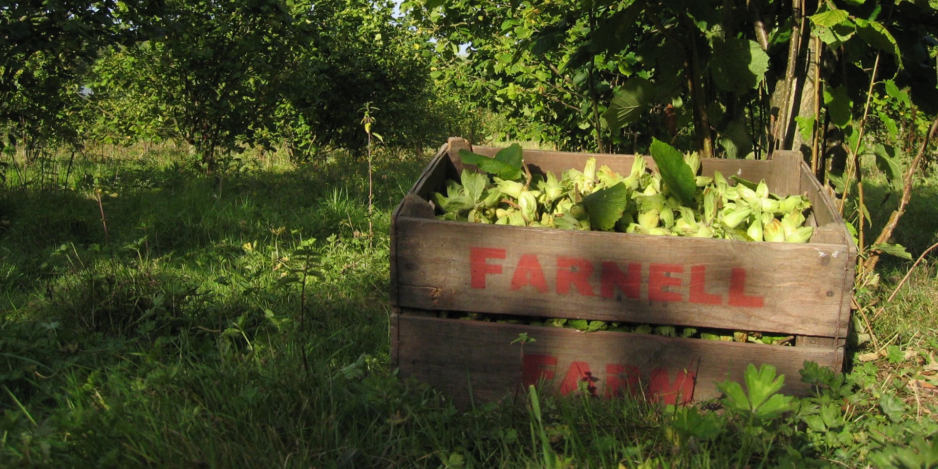 Kentish Cobnuts