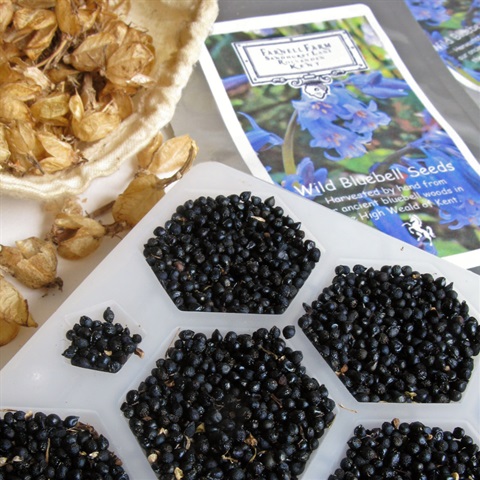 Farnell Farm English Wild Bluebells Seeds
